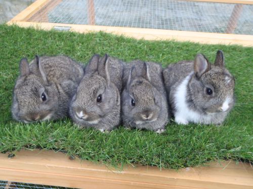 4 lapins OD nés le 9 avril