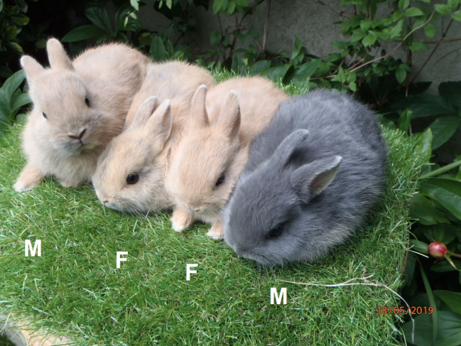 4 lapins à oreilles droites nés le 4 avril