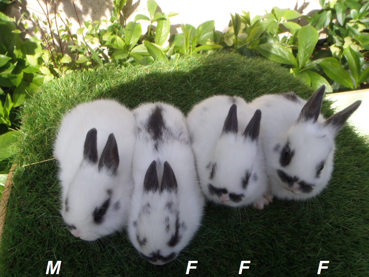 4 lapins oreilles droites nés le 16 février