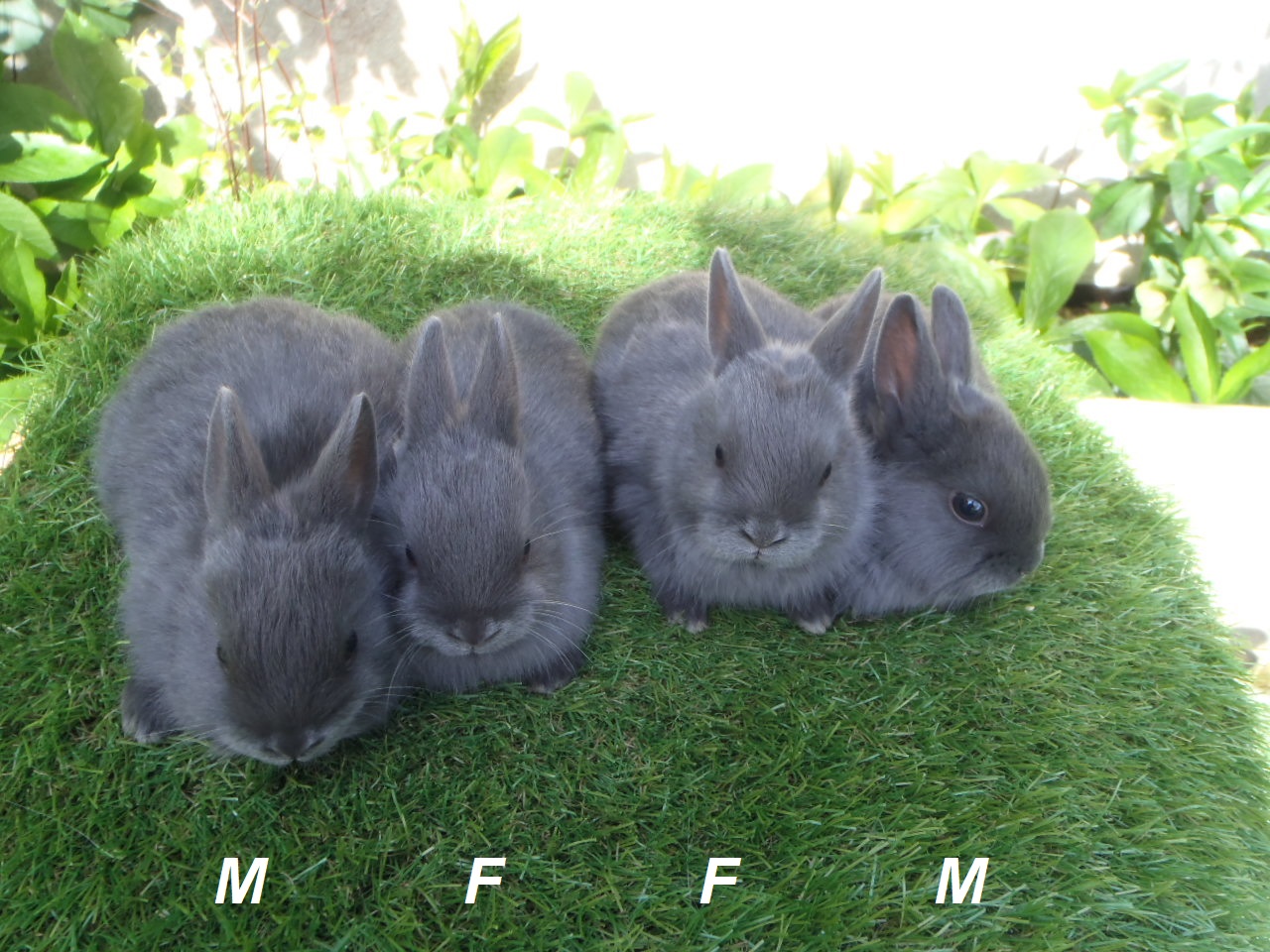 et 4 lapins oreilles droites de la même portée nés le 16 février ( mère bleue et père rex dalmatien )