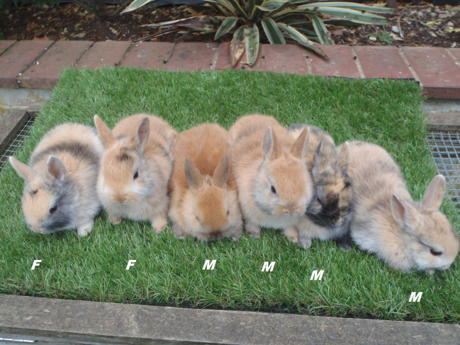 6 lapins nains à oreilles droites nés le 2 mars
