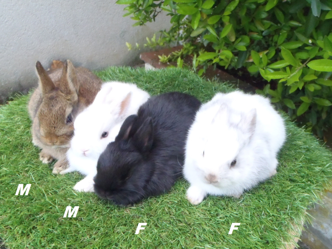 4 lapins nains oreilles droites nés le 1er avril