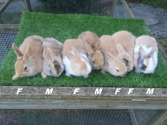 7 lapins nains oreilles droites nés le 4 mai