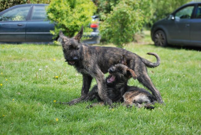 Hamulette et Houston se retrouvent