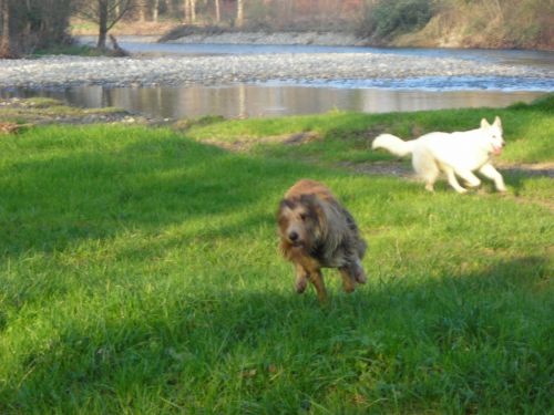 Ever et Alou Berger Blanc en FA chez nous