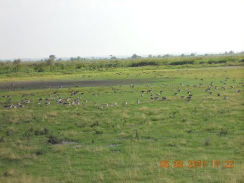 RESERVE ORNITOLOGIQUE  LAC DE FERTOD