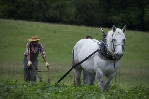 C'est sous la voix de François que Taquine se met au pas pendant que Michel maintient sa charrue et suit la trace !!!