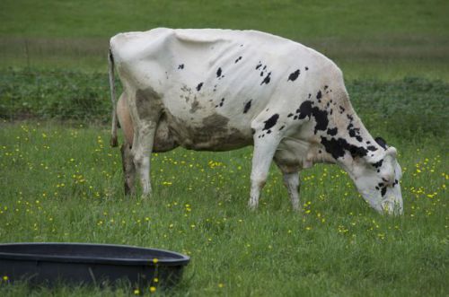 Tiens une vache à La Noue ?...