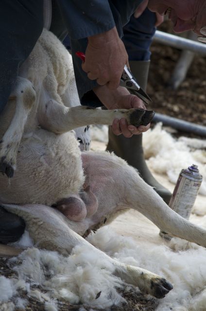 Il n'y a pas que les vaches qui ont droit à une manucure !!!