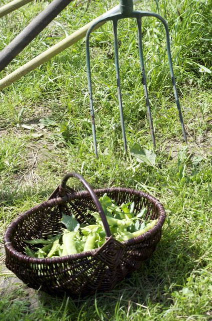 la Fourche pour ramasser le tas de mauvaises herbes !!!