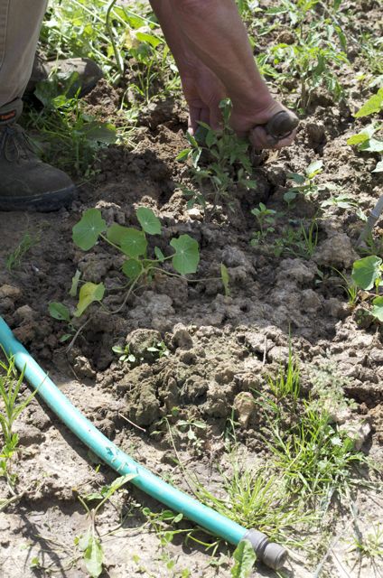 le Transplantoir permet de déterrer une plante !