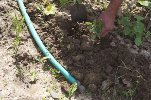 mais le transplantoir aide aussi à replanter !!!