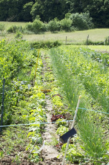 un rang de haricots...un rang de salades...un rang d'échalottes...