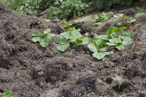 le tas de fumier de la ferme utilisé pour l'amendement de la terre du potager : il enrichit le sol et améliore sa texture...tellement bon que de futurs potirons y ont élu domicile !