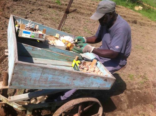 André, concentré, met les plants dans de petits godets...