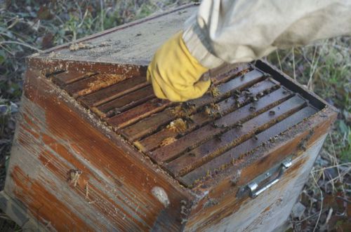 Le couvre cadre est enlevé pendant que nos butineuses s'activent à l'entrée de la ruche !!! Occupées à battre des ailes pour évacuer la fumée, elles ne devraient pas piquer !!!