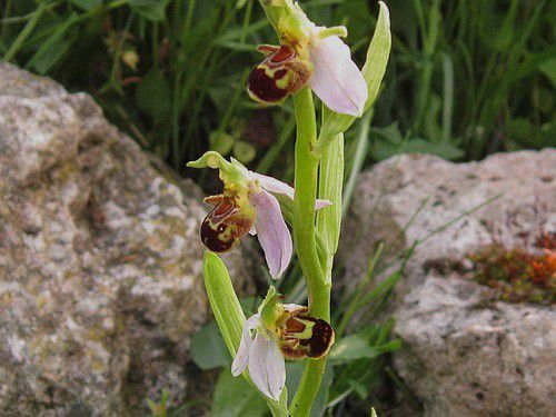 Ophrys abeille (ophrys apifera)