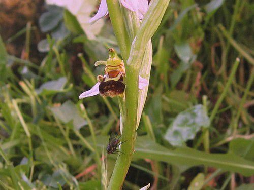 Ophrys abeille et sa mouche