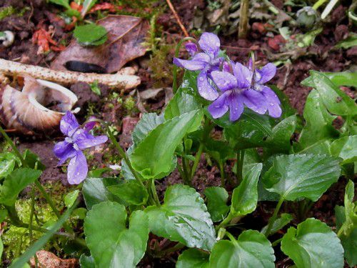 Violette des bois (viola sylvestris-viola reichenbachiana)