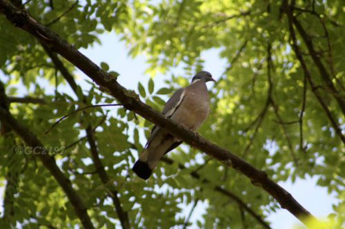 Palombe (pigeon ramier)