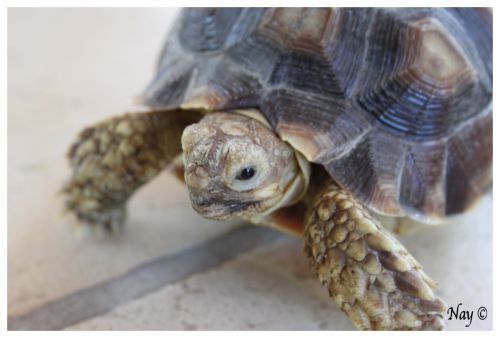 Joséphine -Geochelone Sulcata ♀- ♫~2 ans♫