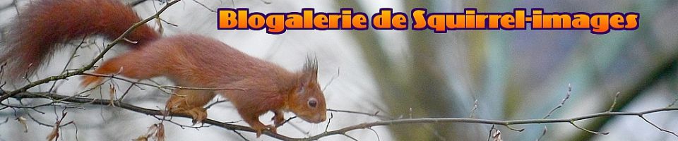 blogalerie de Squirrel