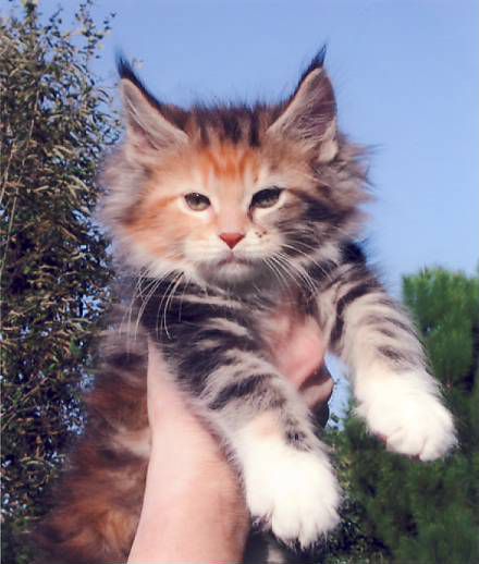 Chat Maine Coon