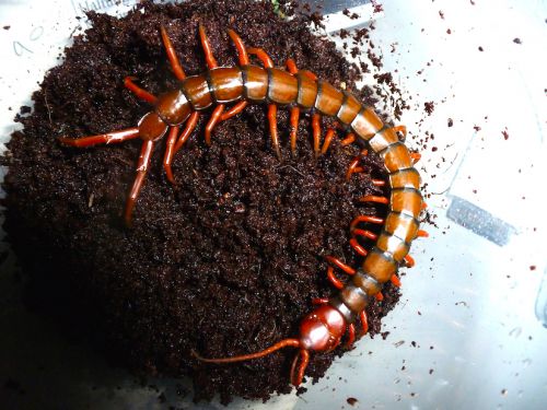 Scolopendra subspinipes dehaani