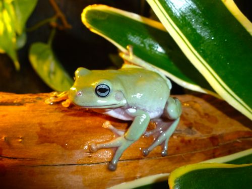 Litoria caerulea