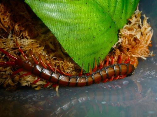 Scolopendra subspinipes sp.