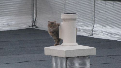 Chat sur le toit