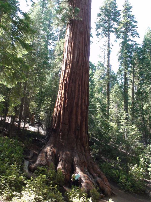 Séquoia Géant