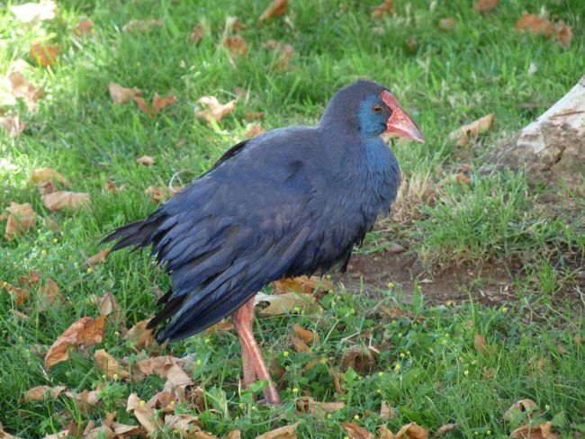 Poule d'eau