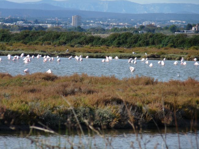 Flamands rose sur l'étang de  Palavas les Flots