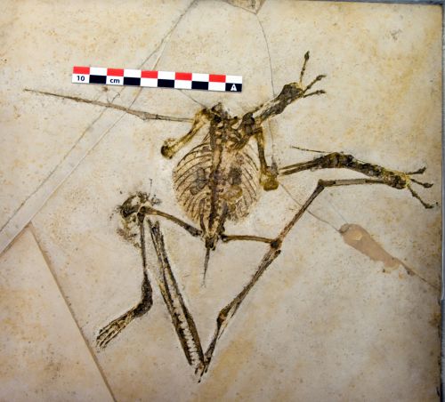 Pterodactylus antiquus.Jurassique supérieur de Solnhofen.