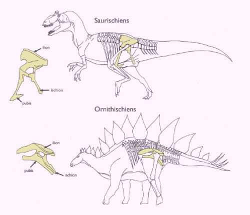 Deux grands groupes de Dinosaures.