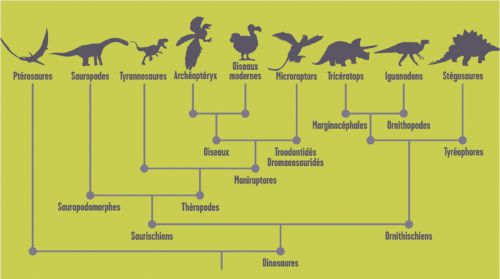 Arbre phylogénétique simplifié des Dinosaures