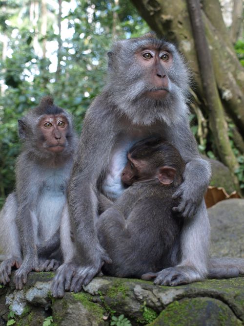 Monkey forest