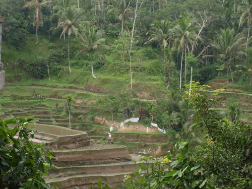 rice terraces