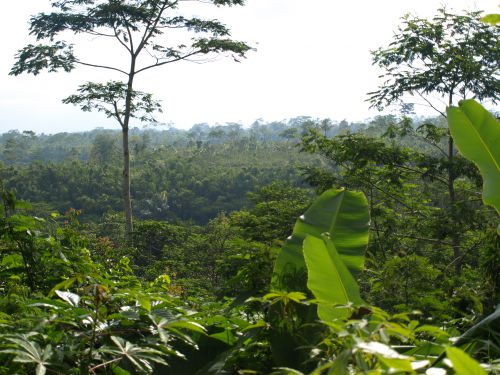 Coffee and tea plantations