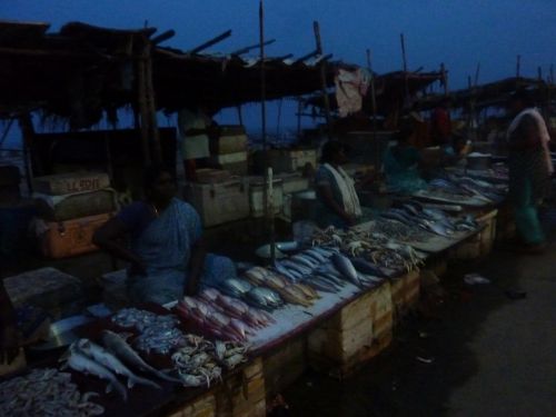 Fresh fish