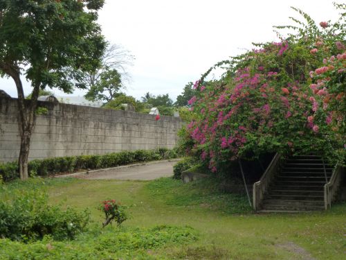 Les jolies fleurs de Cebu !!