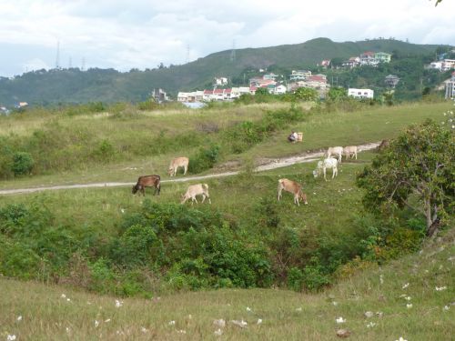 un homme avec ses vaches