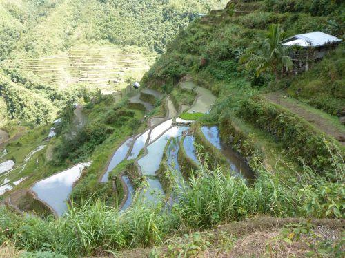 Rice terraces