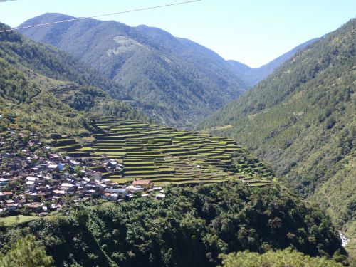 cordillière and rice terraces