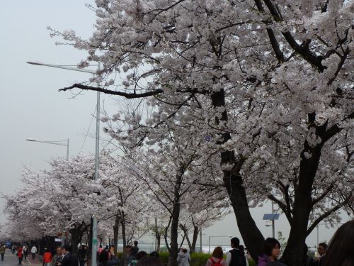 Cherry blossom