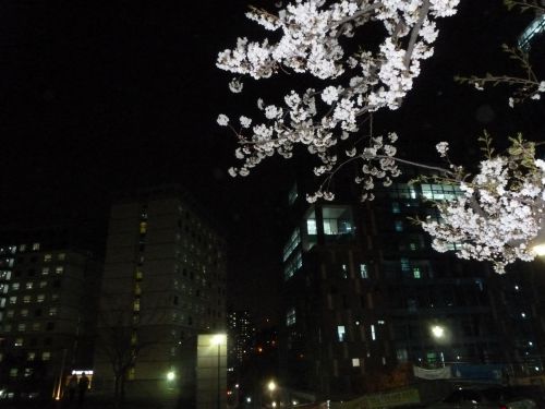 radioactive cherry blossom ;-) (or bad camera :( )