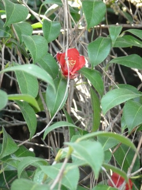 Typical flower of Busan