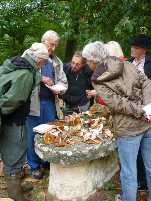 Cueillette de champignons