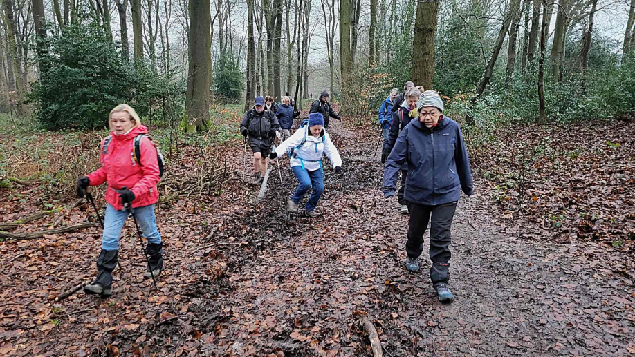 2024-01-16 Forêt verte Grand Canton (1)